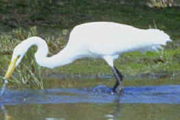 egret at bharatpur