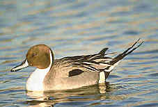 birding at bharatpur